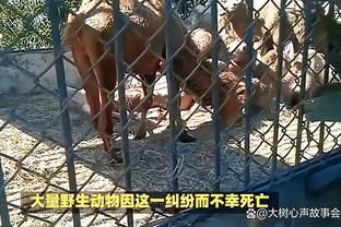 麦卡利斯特：努涅斯与瓜帅的冲突没什么大事，否则我也不会笑